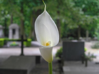 Begravningsbyrå Malmö