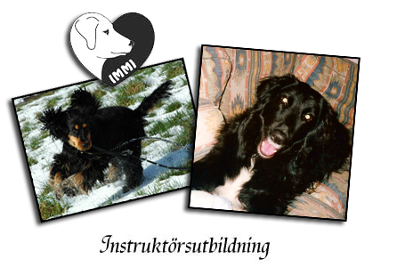 utbb-header-hund.jpg utbb-header-hund.jpg