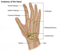 handens-ben