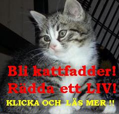 blikattfadder.jpg blikattfadder.jpg