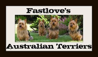 banner-fastloves-australian-terriers.jpg banner-fastloves-australian-terriers.jpg