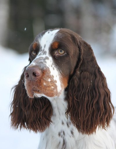 Hugo