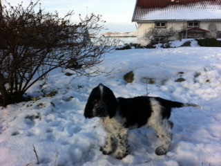 bild.jpg