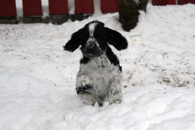 charlie-008.jpg