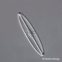 navicula-scaniae.jpg navicula-scaniae.jpg