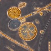 vaxtplankton.jpg vaxtplankton.jpg