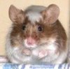 Cheri