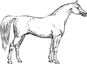 shagya-svart1.jpg