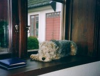 ulle-i-fonstret.jpg ulle-i-fonstret.jpg
