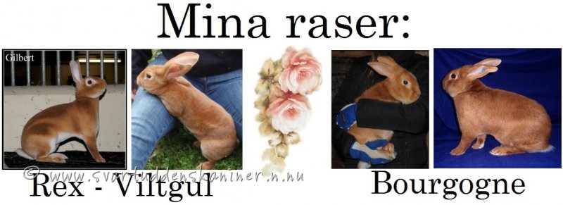mina-raser.jpg