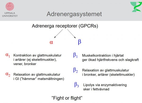 Adrenerga systemet: Adrenerga receptorer (GPCRs)