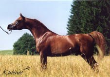 kubinec-sawoy-pappa.jpg