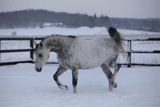 sawoy-i-snon-dec.jpg