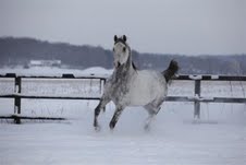 Foto taget av Martin Larsson