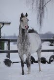 sawoy-star-och-blaser-upp-sig.jpg