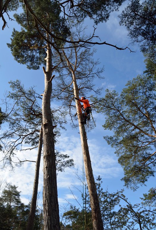 Vår arborist på Gotland hjälper dig gärna med dina träd.