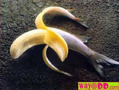 funny-pictures-mutant-fish-banana-1tb.jpg