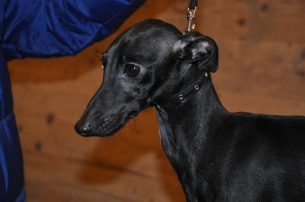 zoot-head.jpg