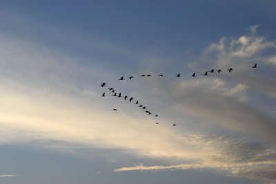 Fåglar som flyger i v-formation