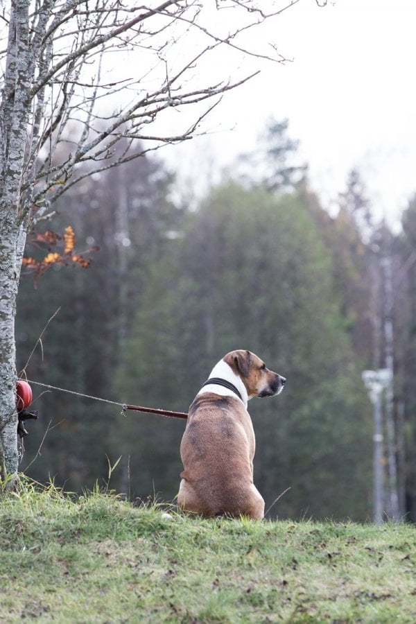 /hund.jpg