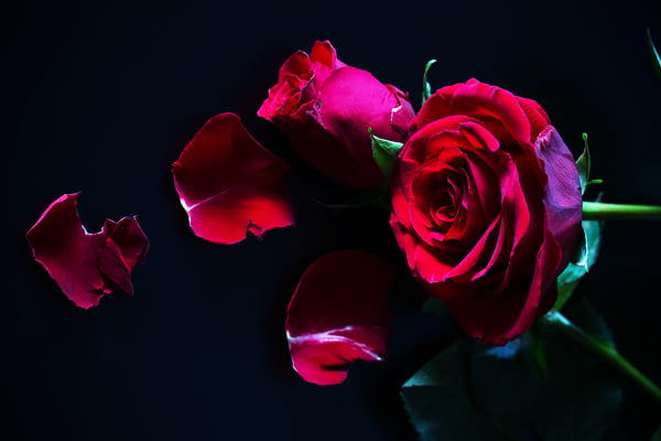 /rod-ros-red-roses.jpg