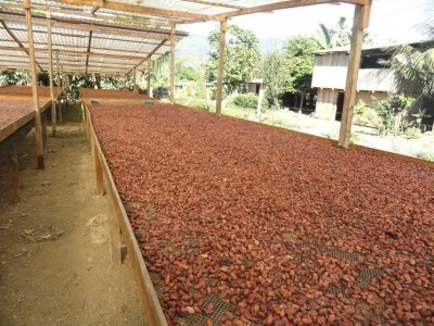 secadero-de-cacao.jpg