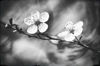 /black-and-white-flower-print-set-set-of-3-flowers-bedroom-decor-grey-gray-11x14-black-and-white-photography-8x10-bota.jpg