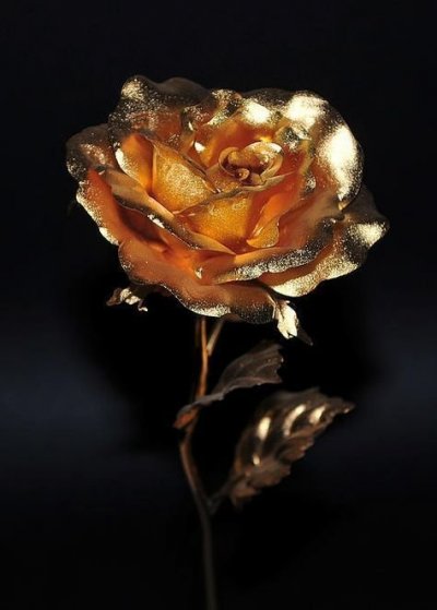 /black-roses-golden-rose-by-dragan-kudjerski-1.jpg