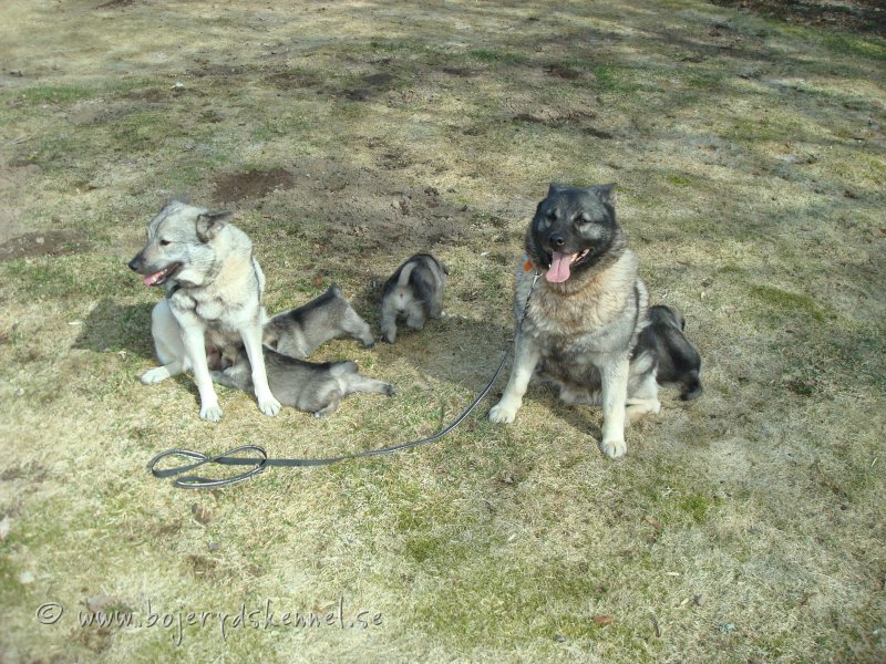 hela-familjen-disa-1.jpg