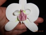phalaenopsis orkidée