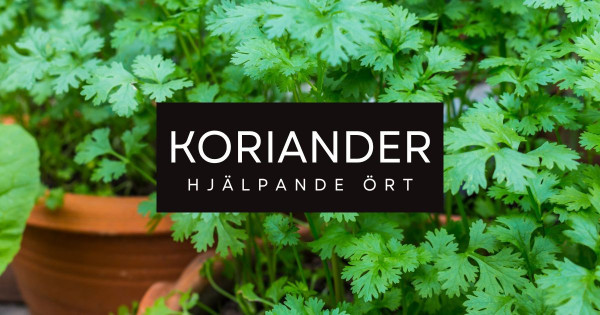 Koriander är en av ingredienserna i tungmetallsmoothie