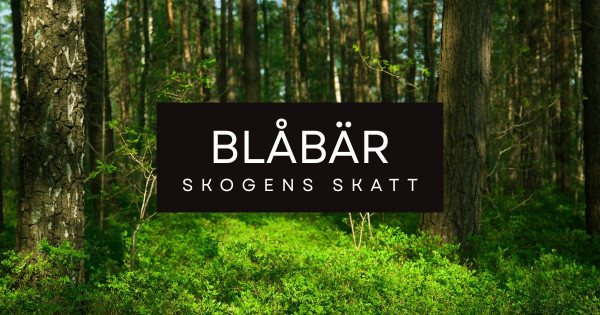 Blåbär är en av ingredienserna i tungmetallsmoothie.