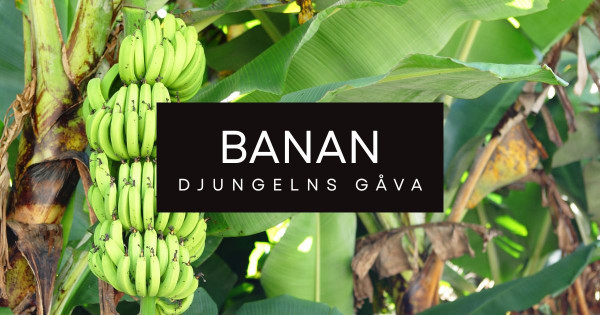 Banan är en av ingredienserna i tungmetallsmoothie.