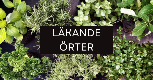 Läkande örter.