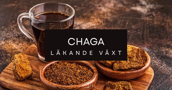 Chaga även kallad sprängticka.