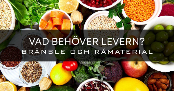 Lär dig mer om levern och vad den behöver för föda.