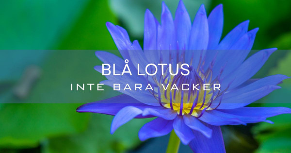 Veta mer om blå lotus