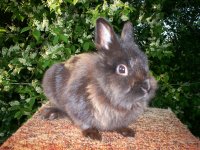 coca-cola-2.jpg