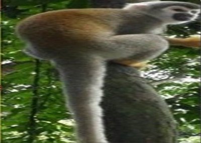 Isla de Los Micos - victoria regia -  amazonas - que ver en la isla de los micos - rio amazonas - Colombia Mi tierra agencia de viajes en Colombia -tiquetes aereos - caminatas - excursiones - vacaciones - paisajes colombianos - imagenes de amazonas - imagenes de micos - selva colombiana - fauna silvestre - hospedaje - cabañas
