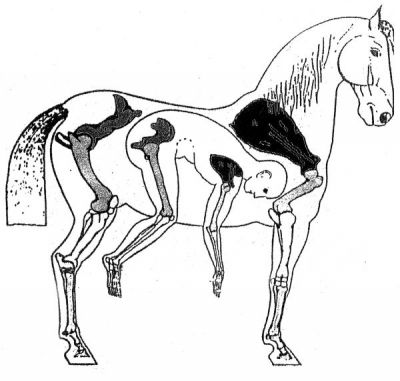 horse-man-skelett-600.jpg
