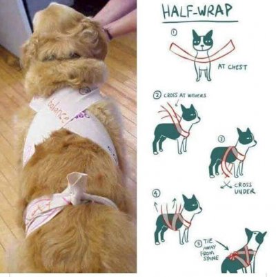 /thundershirt.jpg