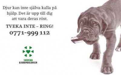 /djurambulansen.jpg