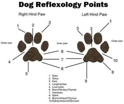 /dogreflex.jpg