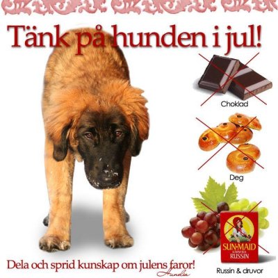 /hundensfarorjul.jpg