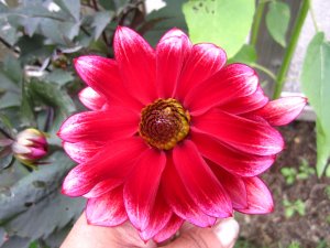 blommor-044.jpg