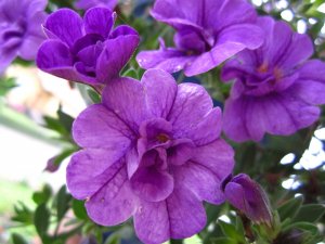 blommor-076.jpg