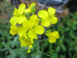 blommor-071.jpg