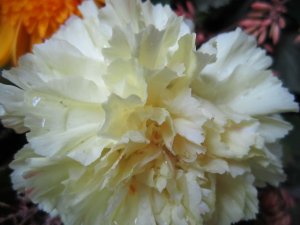 blommor-028.jpg