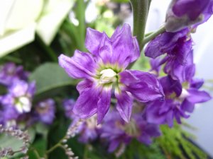 blommor-013.jpg
