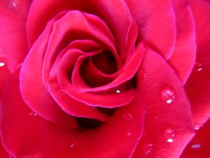 blommor-027.jpg